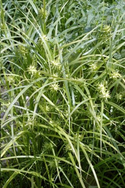 Осока Грея или осока булавовидная, Carex grayi